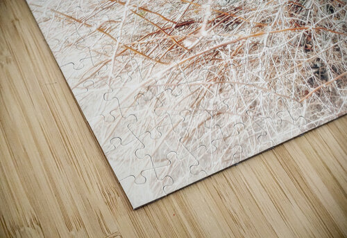 V377 Natalie Stanislavsky puzzle