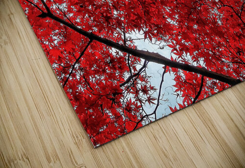V484 Natalie Stanislavsky puzzle