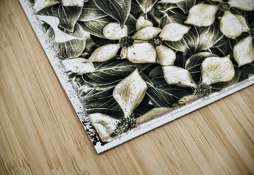 V645 Natalie Stanislavsky puzzle