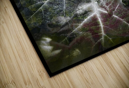 V829 Natalie Stanislavsky puzzle
