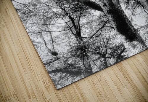 V859 Natalie Stanislavsky puzzle