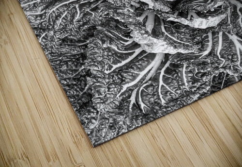 V914 Natalie Stanislavsky puzzle