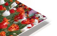 V1133 HD Metal print
