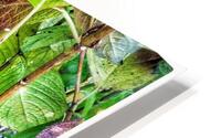 V1268 HD Metal print