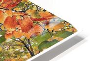 V1273 HD Metal print
