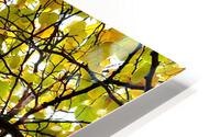 V173 HD Metal print