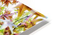 V384 HD Metal print