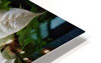 V908 HD Metal print