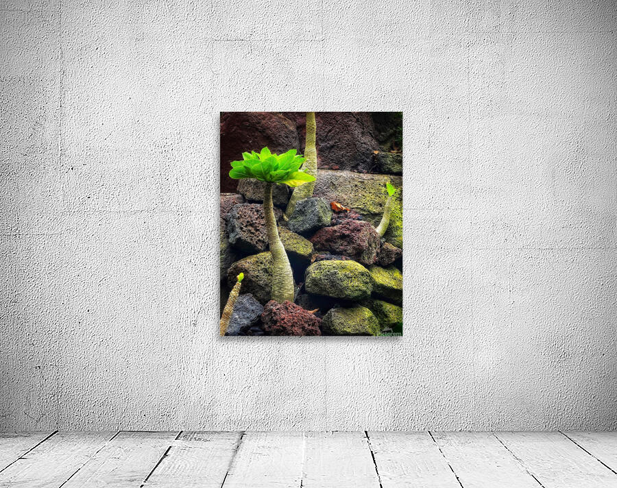 V1398 Wall Preview