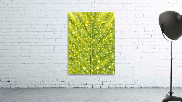 V250 Wall Preview