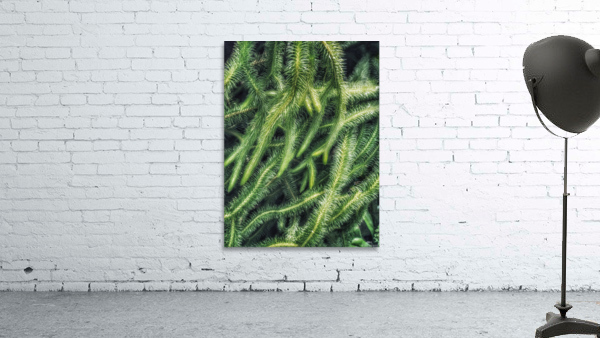 V316 Wall Preview