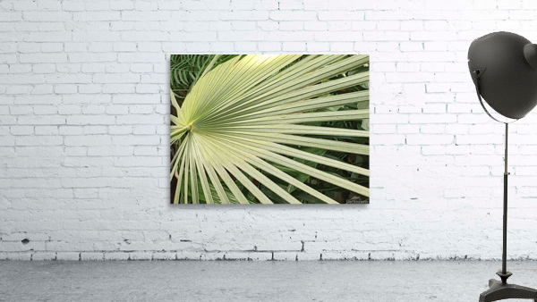 V319 Wall Preview