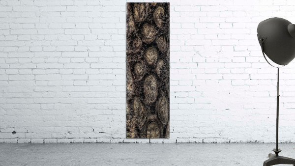V388 Wall Preview
