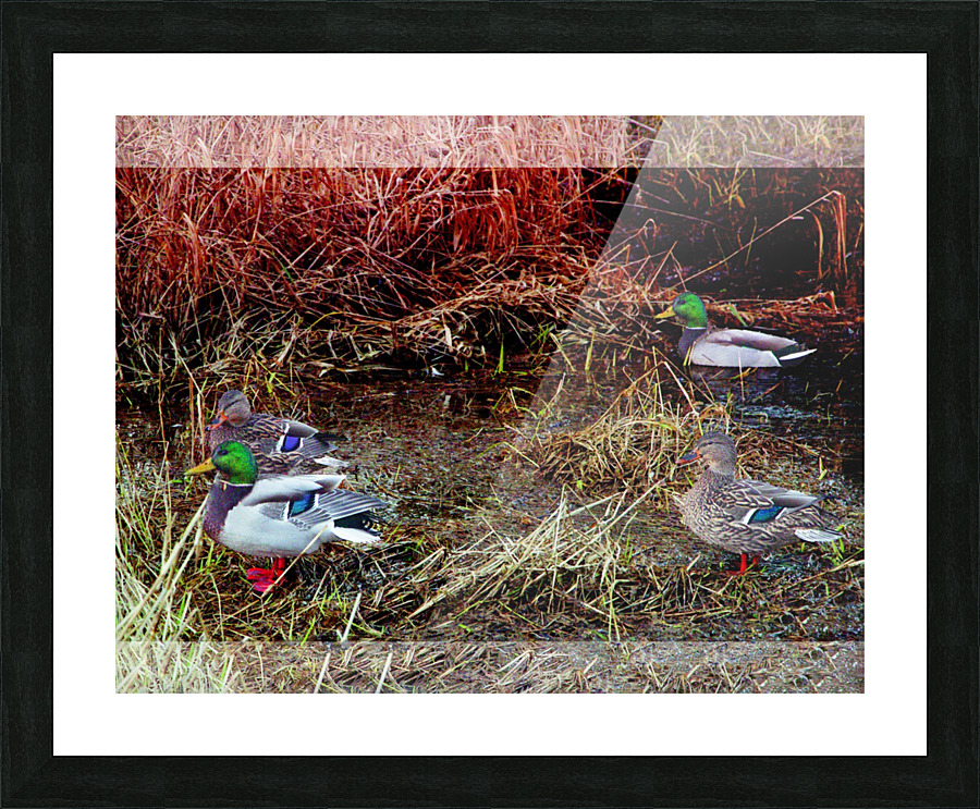 Geese x 4 Picture Frame print