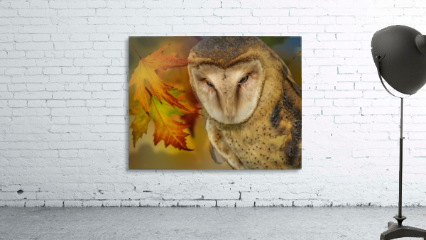 Barn Owl Wall Preview