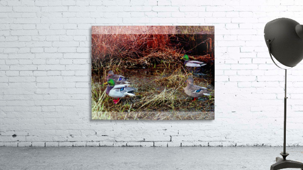 Geese x 4 Wall Preview