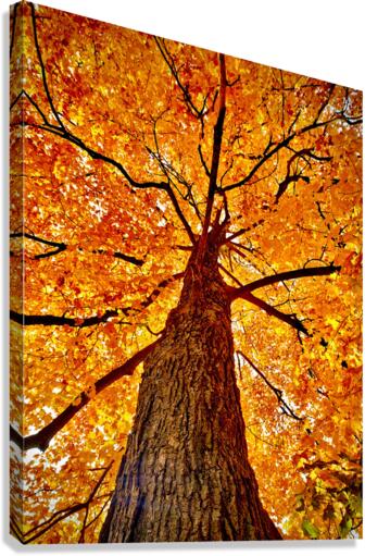 Tree Canvas Print