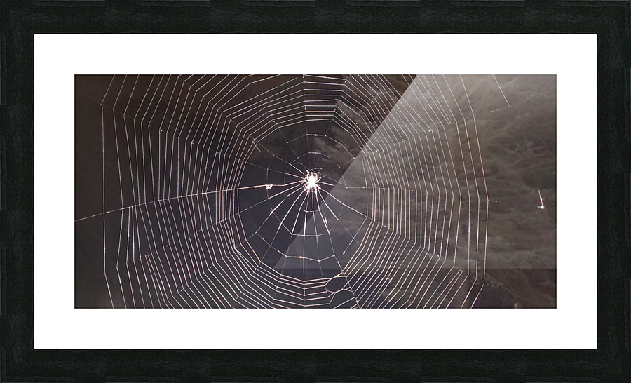Spider web Picture Frame print