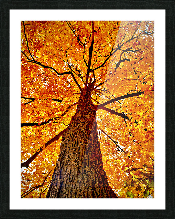 Tree Picture Frame print