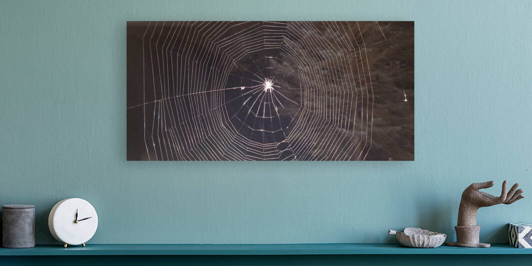 Spider web by Casey Ann Croucher