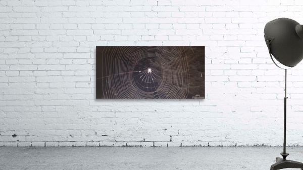 Spider web Wall Preview