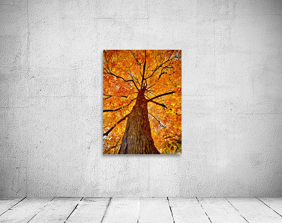 Tree Wall Preview