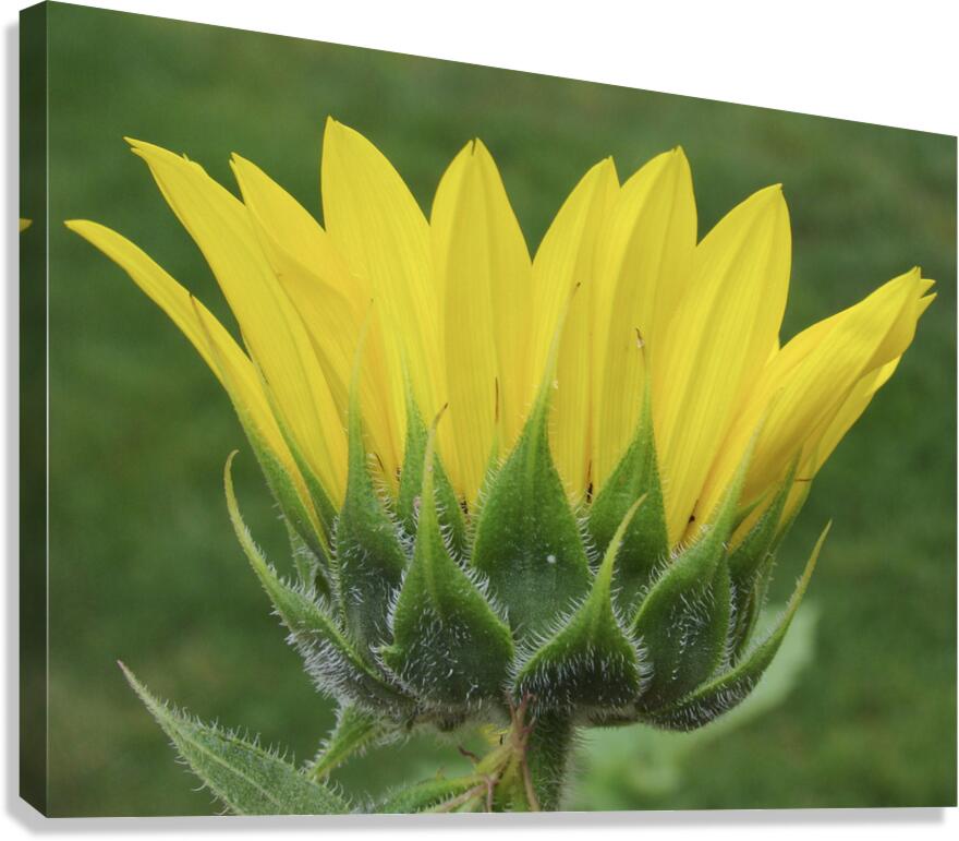Colorado Sunflower