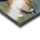 Mallard Romance Acrylic print