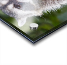Rene   RaCoon Acrylic print
