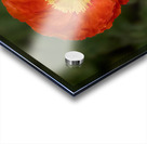 Poppy Perfect Acrylic print