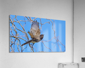 Black Phoebe Takes Flight Acrylic Print