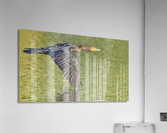 Cormorant Glidding Gracefully Acrylic Print