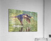 Cormorant Wing Tip Touch Acrylic Print