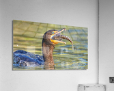 Cormorant Swallows Snack Acrylic Print