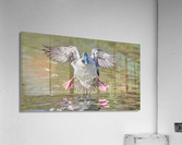 Bufflehead Duck Shows His Stuff  Acrylic Print
