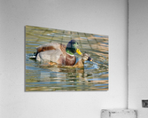 Mallard Romance Acrylic Print