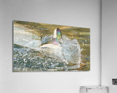 Bufflehead Splashing Waves Acrylic Print