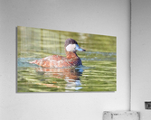 Ruddy Duck Looking Dapper Acrylic Print