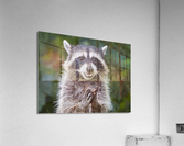 Rene   RaCoon Acrylic Print