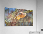Leaping Red Shouldered Hawk Acrylic Print