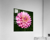 Dahlia Delicious Acrylic Print