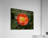 Poppy Perfect Acrylic Print