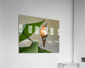 Allens HummerFun Looking Sharp Acrylic Print