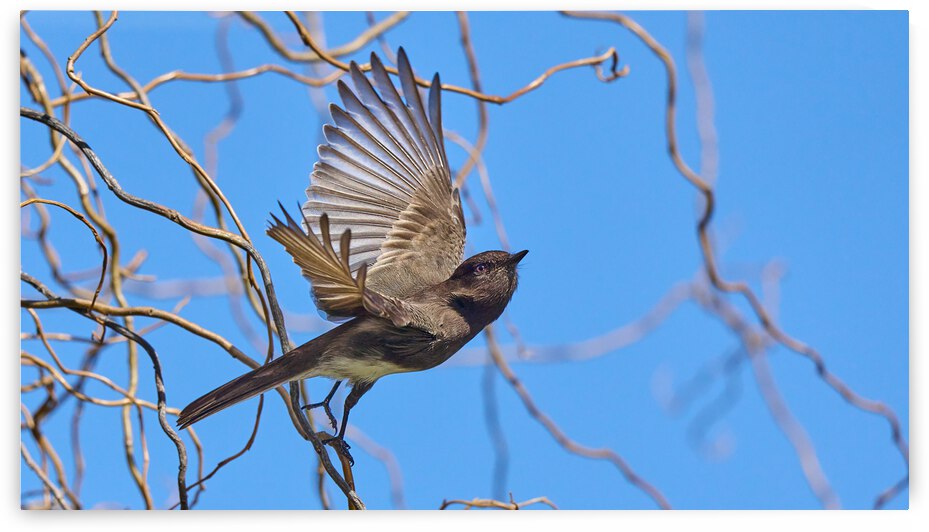 Black Phoebe Takes Flight by RaphaelXOX