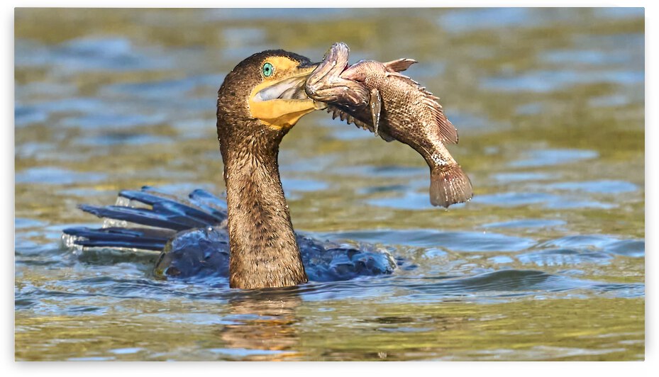 Cormorant Catches Delicious Dinner by RaphaelXOX