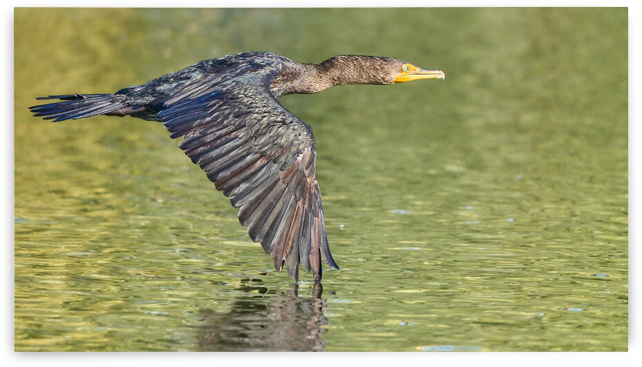 Cormorant Glidding Gracefully by RaphaelXOX