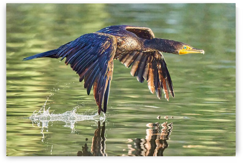 Cormorant Wing Tip Touch by RaphaelXOX