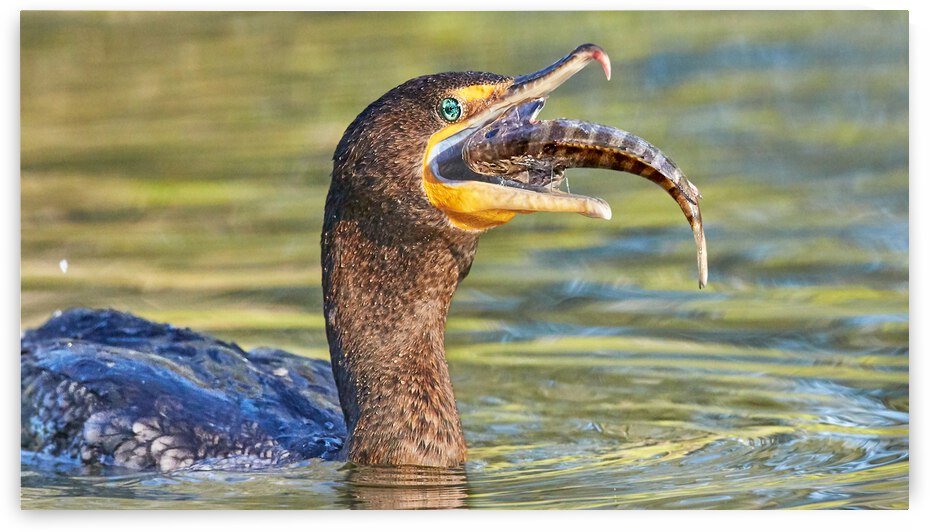 Cormorant Swallows Snack by RaphaelXOX
