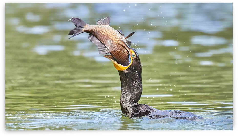 Cormorant   Too Big To Swallow  by RaphaelXOX