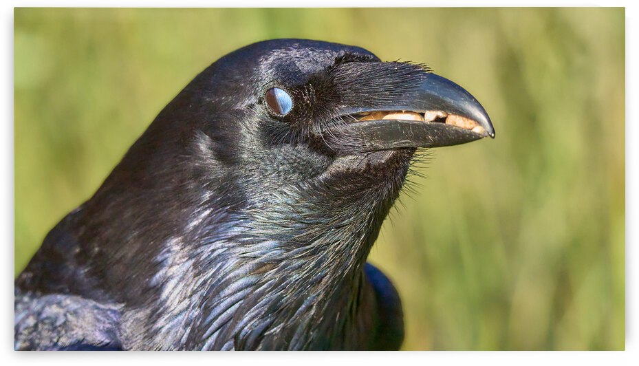 Raven   Mouth Full Of Nuts by RaphaelXOX